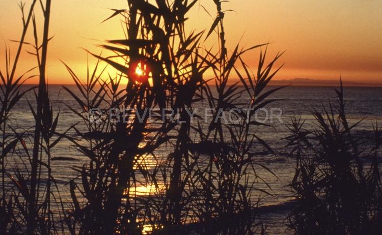 Island;laguna beach;trees;Sunset;sky;sun;water;red;sillouettes;ocean